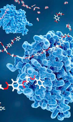 Enzyme Manufacturer